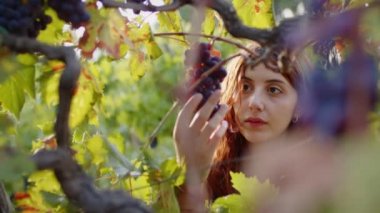 Woman touching bunches of red grapes on the vine.