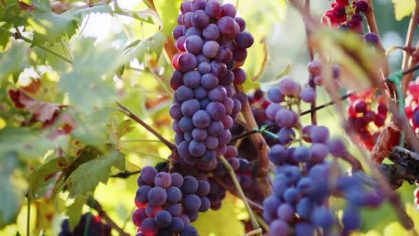 Bunches Red Grapes Hanging Vine Ready Harvesting — Vídeo de stock