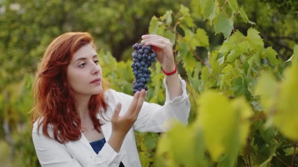 Girl White Coat Checks Quality Grapes Vineyard — 图库视频影像