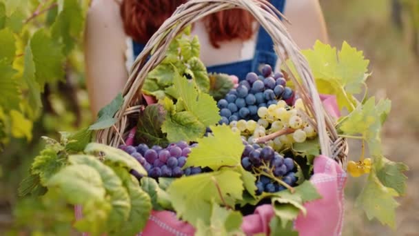 Close Basket Red Grapes — Stockvideo