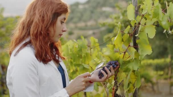 Girl White Coat Checks Quality Grapes Vineyard — Vídeos de Stock