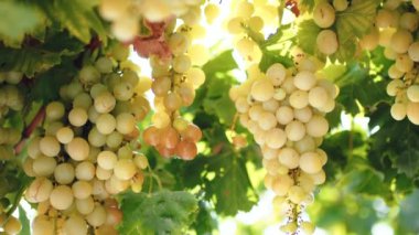 Close up of bunches of white grapes on the vine