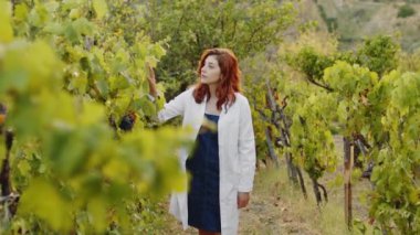 Girl in white coat checks the quality of grapes in the vineyard