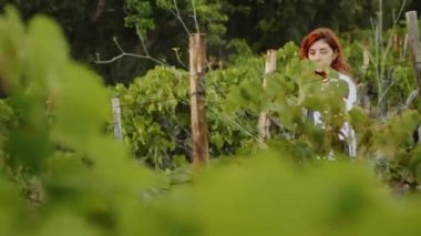 Girl in white coat checks the quality of grapes in the vineyard