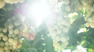 Close up of bunches of white grapes on the vine