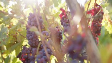 Close up of Red grapes ready for harvesting