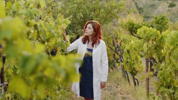 Girl White Coat Checks Quality Grapes Vineyard — Vídeo de Stock
