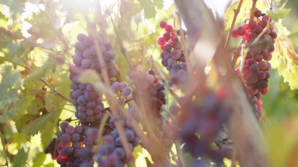 Close Red Grapes Ready Harvesting — Stock videók