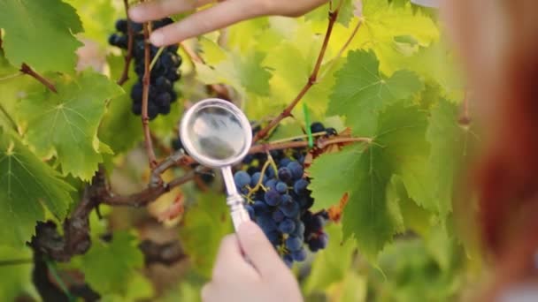 Girl White Coat Checks Quality Grapes Vineyard — Stockvideo