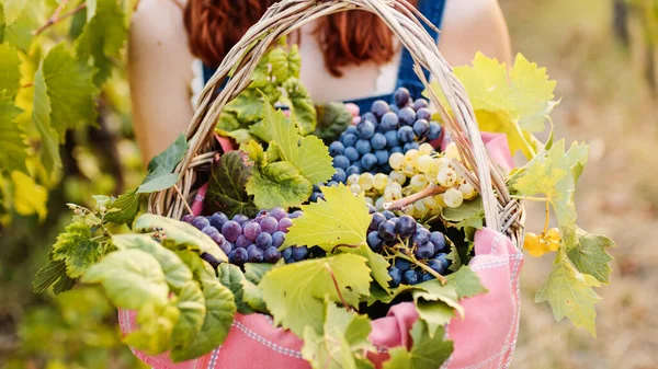 Close Basket Red Grapes — Photo