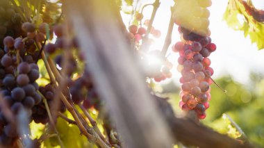 Close up of Red grapes ready for harvesting