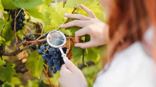 Girl White Coat Checks Quality Grapes Vineyard — Stock Photo, Image
