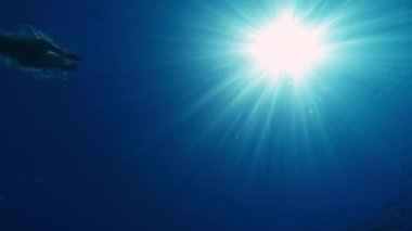Underwater view of swimmers in the ocean 