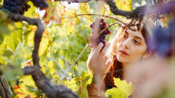 Woman Looks Bunches Red Grapes Vine — Stockfoto