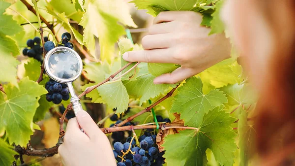 Close Magnifying Glass Looking Grapes — Stock Photo, Image