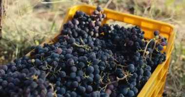 close up of box of red grapes at sunset