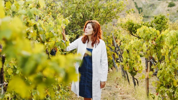 Girl White Coat Checks Quality Grapes Vineyard — Stock Photo, Image