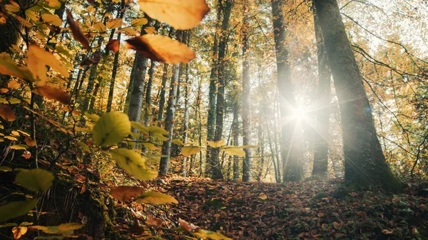 Wald Mit Herbstlichen Farben Bei Sonnenuntergang — Stockfoto