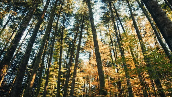 Wald Mit Herbstlichen Farben Bei Sonnenuntergang — Stockfoto