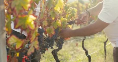 Close up of peasants harvesting grapes