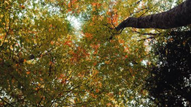 Sonbahar yapraklı ağaç tepelerinin alt manzarası