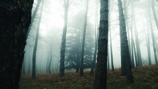 Pine forest shrouded in autumn fog.