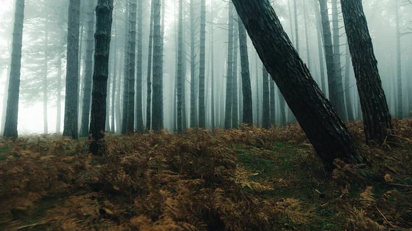 在秋雾笼罩下的松树林 — 图库照片