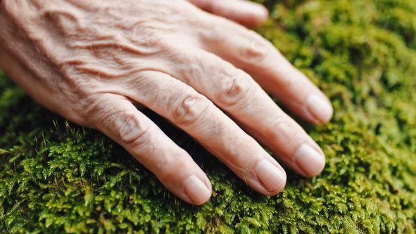 Fechar Uma Mão Acaricia Musgo Árvore — Fotografia de Stock