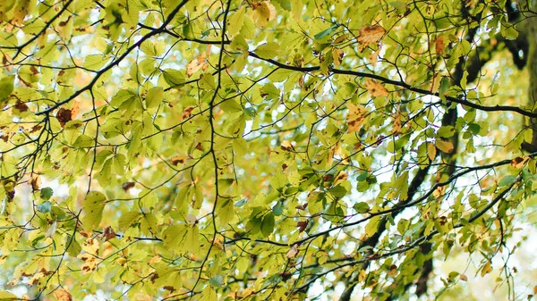 Jesienne Liście Drzewie — Zdjęcie stockowe
