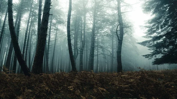 Forêt Pins Entourée Brouillard Automnal — Photo