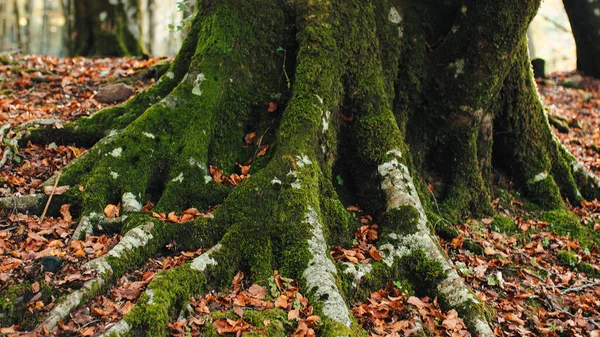 stock image Tree Trunk With Green Moss.