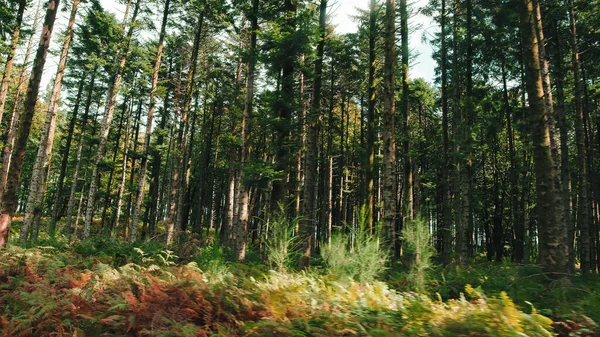 Sonbahar Mevsiminde Çam Ormanının Geniş Açılı Görüntüsü — Stok fotoğraf