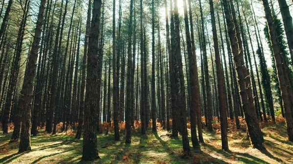 Szeroki Kąt Ujęcia Lasu Sosnowego Sezonie Jesiennym — Zdjęcie stockowe