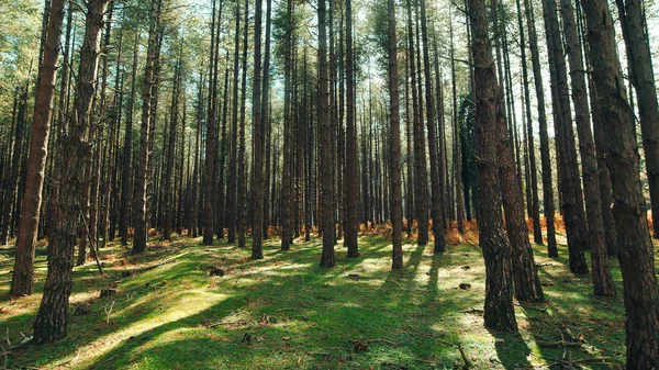 Sonbahar Mevsiminde Çam Ormanının Geniş Açılı Görüntüsü — Stok fotoğraf