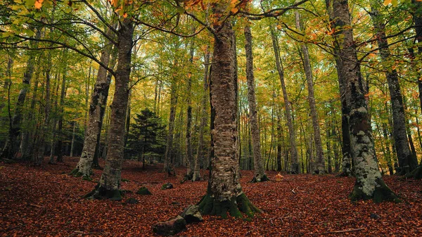 Nahaufnahme Von Unterholz Herbst — Stockfoto