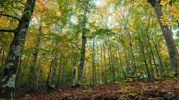 Unterholz Mit Den Magischen Farben Des Herbstes — Stockfoto