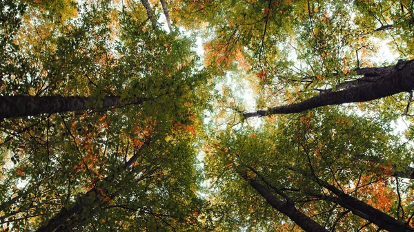 Untere Ansicht Der Baumkronen Mit Herbstfarbenen Blättern — Stockfoto