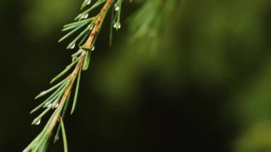 Çiy damlacıklarıyla filizlenir.