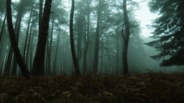 Ormanda Sonbahar Sisi.