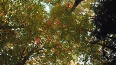 Sonbahar yapraklı ağaç tepelerinin alt manzarası