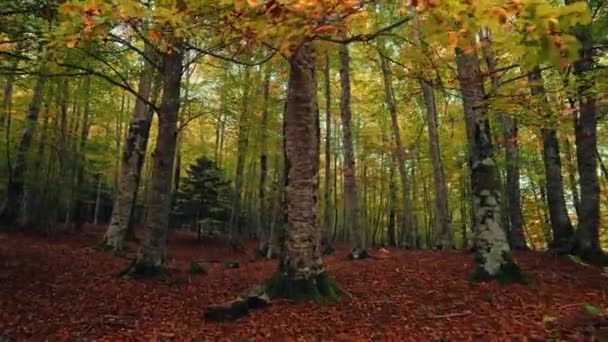 Подлесок Волшебными Красками Осени — стоковое видео
