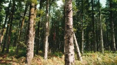 Sonbahar mevsiminde çam ormanının geniş açılı görüntüsü.