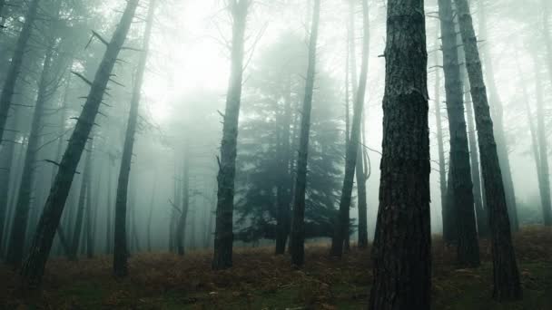 Pine Forest Shrouded Autumn Fog — Stock Video
