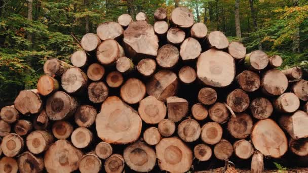 Holzstämme Wald Gestapelt — Stockvideo