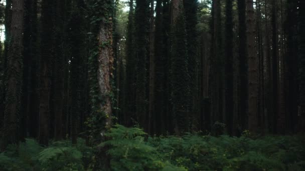 Abgelegener Wald Der Nacht Mit Glücklichen Und Dichten Bäumen — Stockvideo