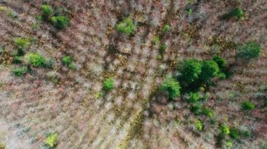 Sonbaharda renkli ağaçların hava görüntüsü