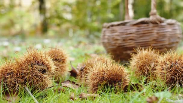 Close Castanhas Floresta — Vídeo de Stock