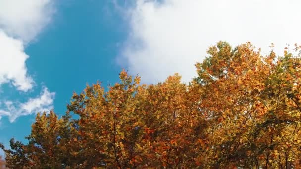 Vista Inferior Das Copas Das Árvores Com Folhas Coloridas Outono — Vídeo de Stock