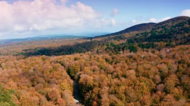 Sonbaharda renkli ağaçların hava görüntüsü