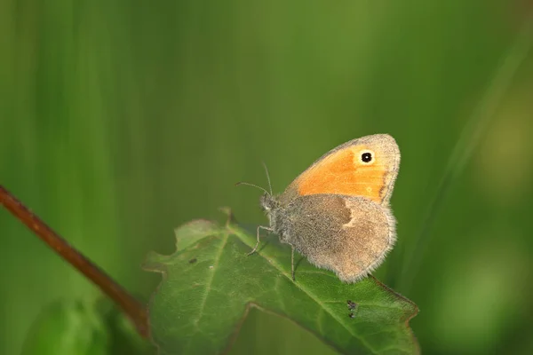 Butterfly Coenonympha Pamphilus Sitting Grass Leaf Blurred Background — Photo